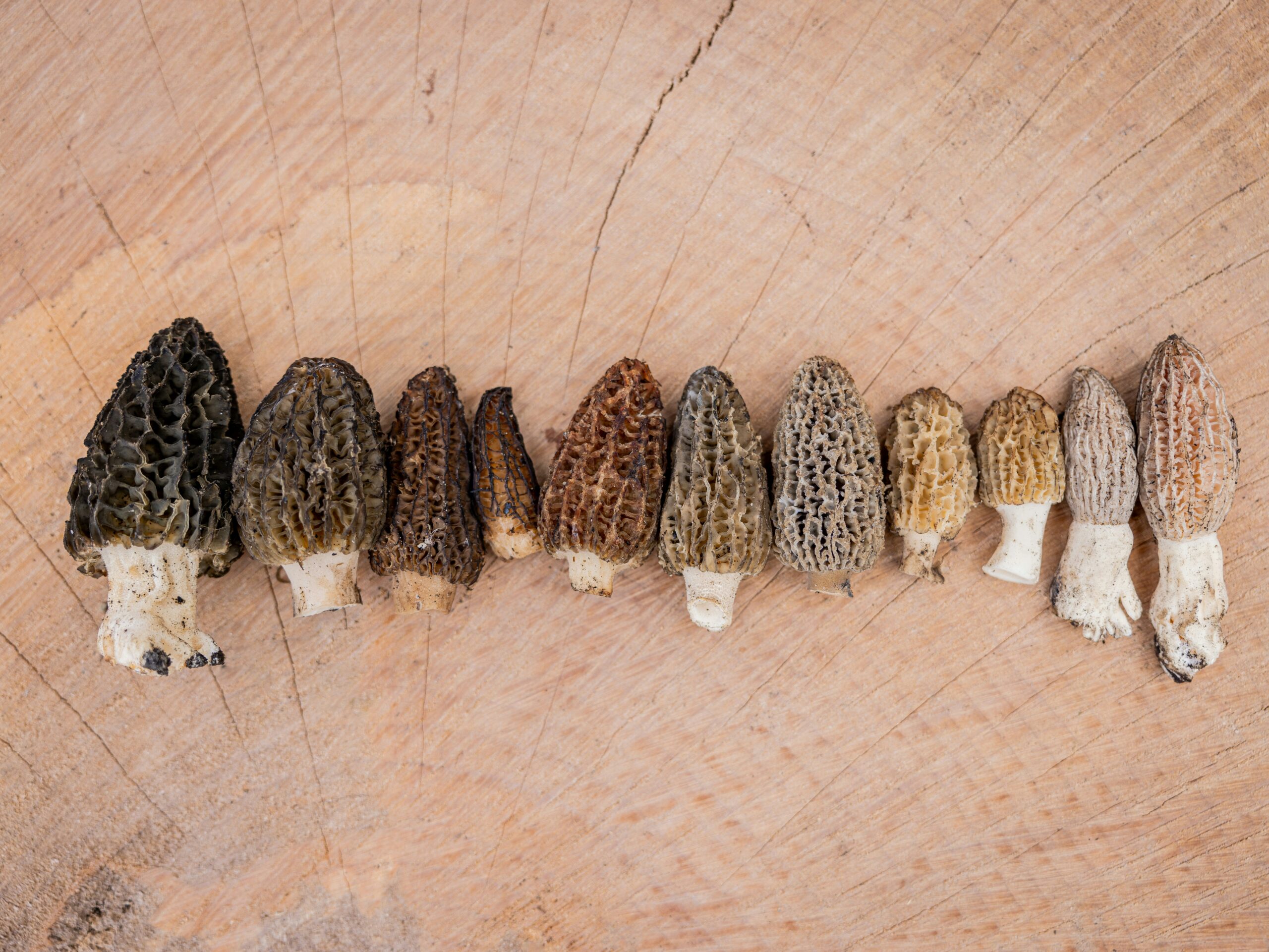 a family of morels, an odd bunch of mushrooms with variable features and colors. delicious.